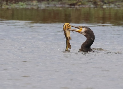 Phalacrocorax carbo-s05