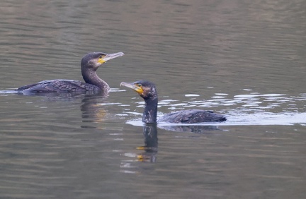 Phalacrocorax carbo-9
