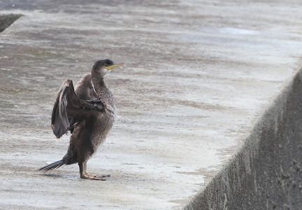 Phalacrocorax aristotelis-4
