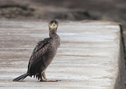 Phalacrocorax aristotelis-41