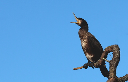 Phalacrocorax carbo-910