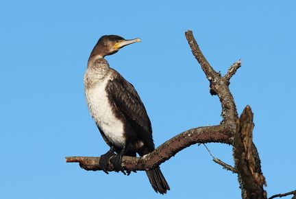 Phalacrocorax carbo-9101