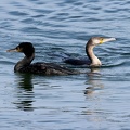 Phalacrocorax aristotelis-2