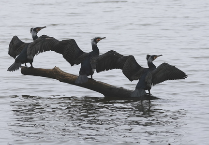 Phalacrocorax carbo-952