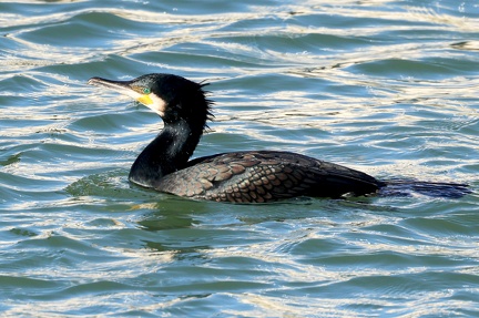 Phalacrocorax carbo-21