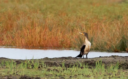 Phalacrocorax carbo-94