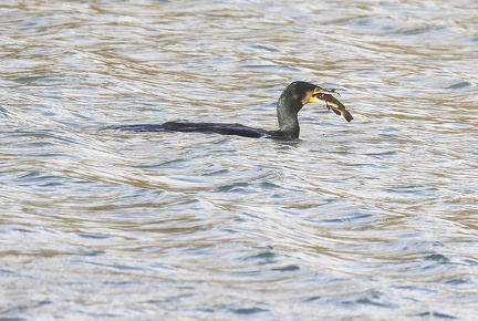 Phalacrocorax carbo-s02