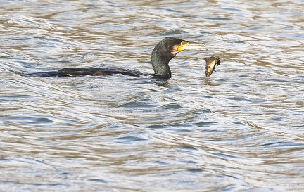 Phalacrocorax carbo-s03