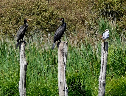 Phalacrocorax carbo-3