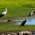 Ciconia ciconia-4