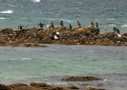 Phalacrocorax carbo-71