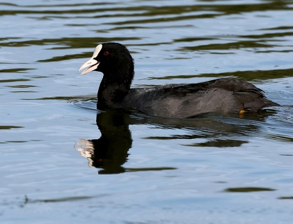 Fulica atra-3