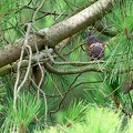 Streptopelia turtur