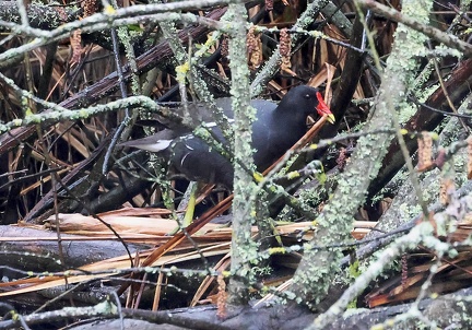 Gallinula chloropus-51