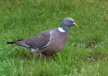 Columba palumbus-2