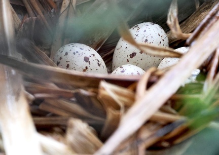 Gallinula chloropus-52