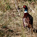 Phasianus colchicus-2