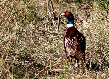 Phasianus colchicus-2