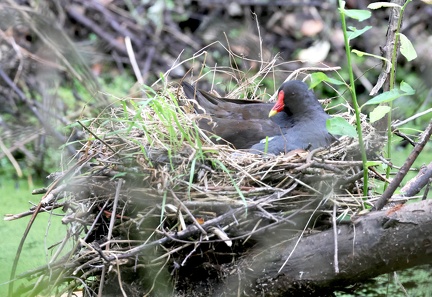 Gallinula chloropus-4