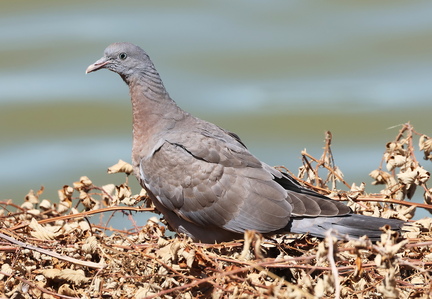 Columba palumbus-4