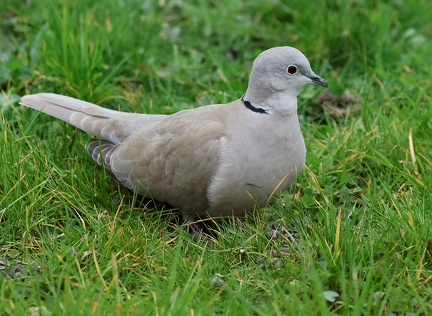 Streptopelia decaocto-1