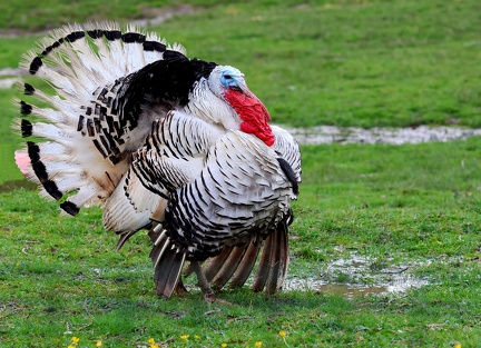 Meleagris-1
