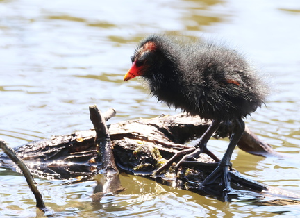 Gallinula chloropus-71