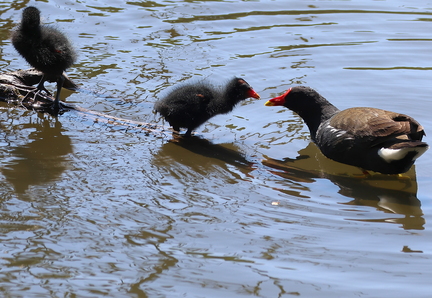 Gallinula chloropus-72