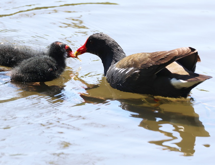 Gallinula chloropus-73