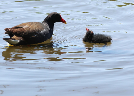 Gallinula chloropus-74