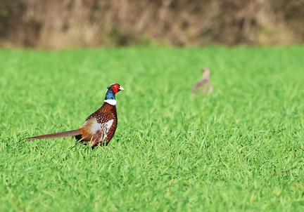 Phasianus colchicus-6