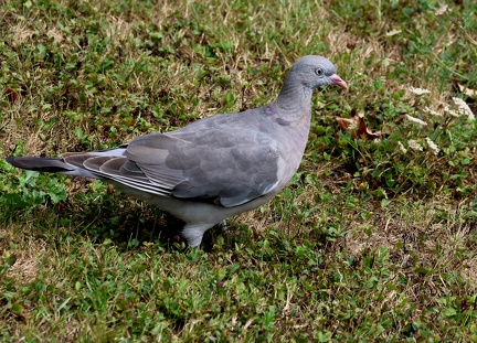 Columba oenas