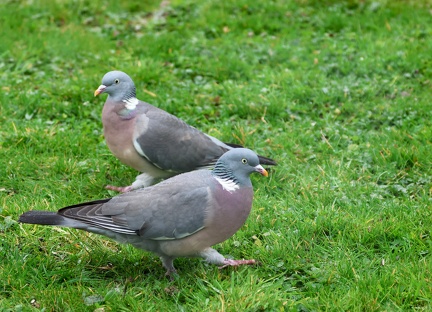 Columba palumbus-21
