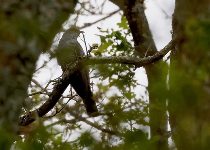 Cuculus canorus