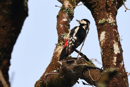 Dendrocopos major-40