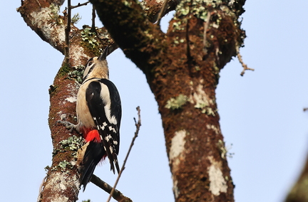 Dendrocopos major-41