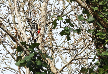 Dendrocopos major-42