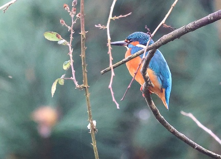 Alcedo atthis-1