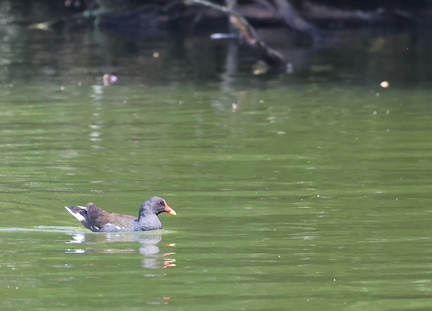 Gallinula chloropus-01