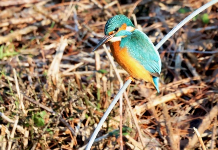 Alcedo atthis-3