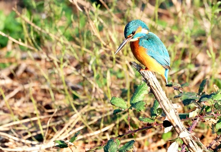 Alcedo atthis-4