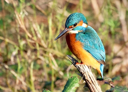 Alcedo atthis-2
