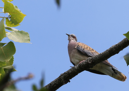 Streptopelia turtur-21