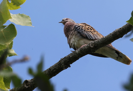 Streptopelia turtur-22