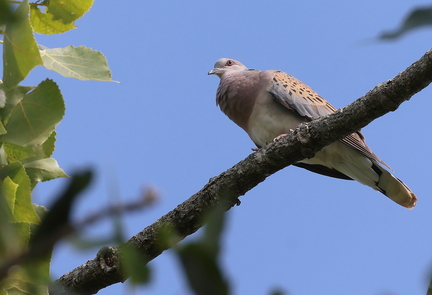 Streptopelia turtur-23