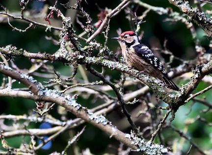 Dendrocopos minor