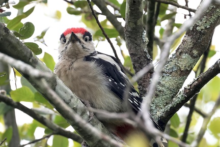 Dendrocopos major-31