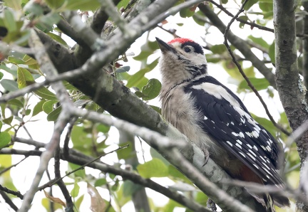 Dendrocopos major-32