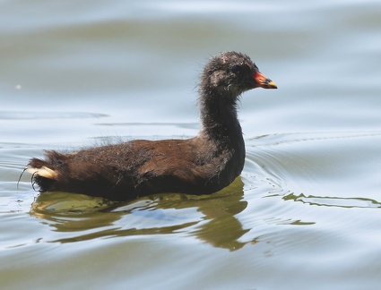 Gallinula chloropus-6