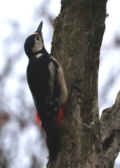 Dendrocopos major-11